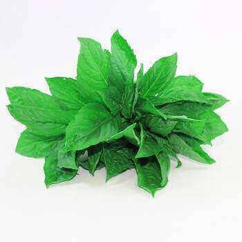 organic basil